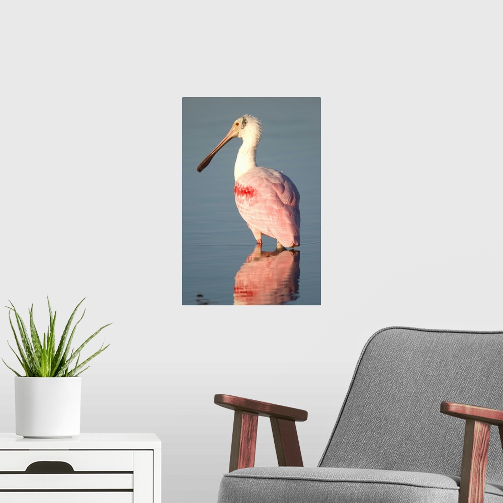 A modern room featuring roseate spoonbill (Ajaia ajaja), reflection, Fort meyers FL