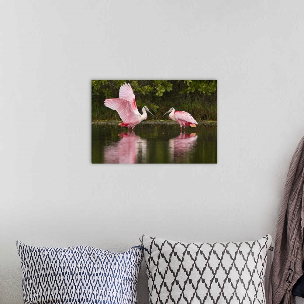 A bohemian room featuring roseate spoonbill (Ajaia ajaja), Pair, courtship, wing stretch, Merritt Island NWR, FL