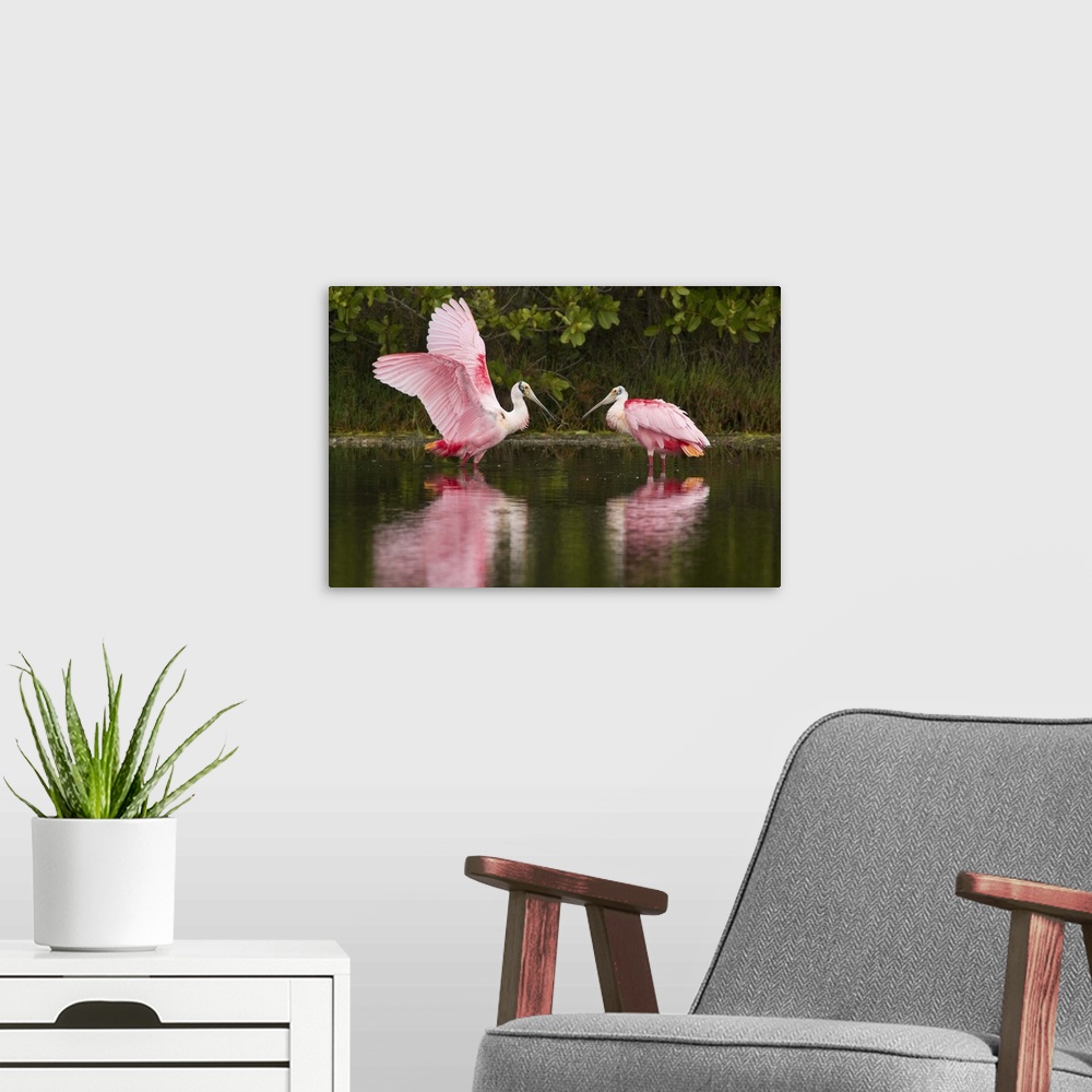 A modern room featuring roseate spoonbill (Ajaia ajaja), Pair, courtship, wing stretch, Merritt Island NWR, FL