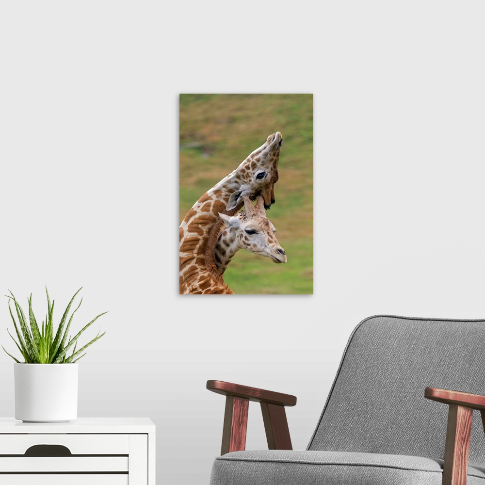 A modern room featuring Rothschild Giraffe calves necking, native to Africa