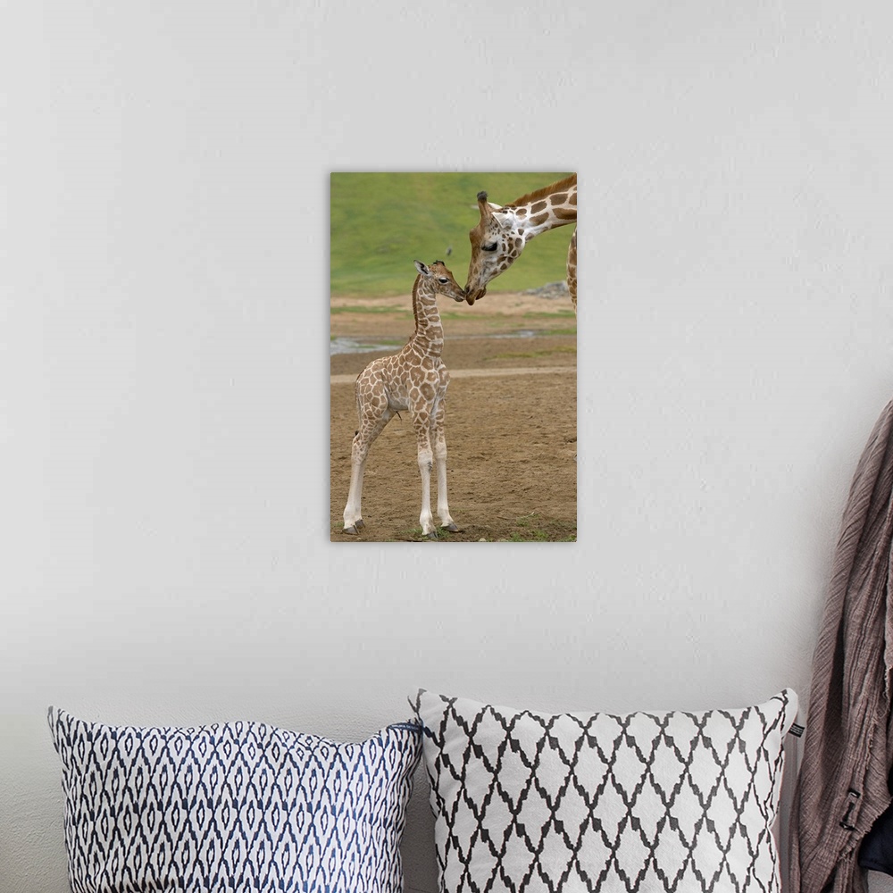 A bohemian room featuring Vertical canvas of a baby giraffe standing up and touching noses with it's parent.