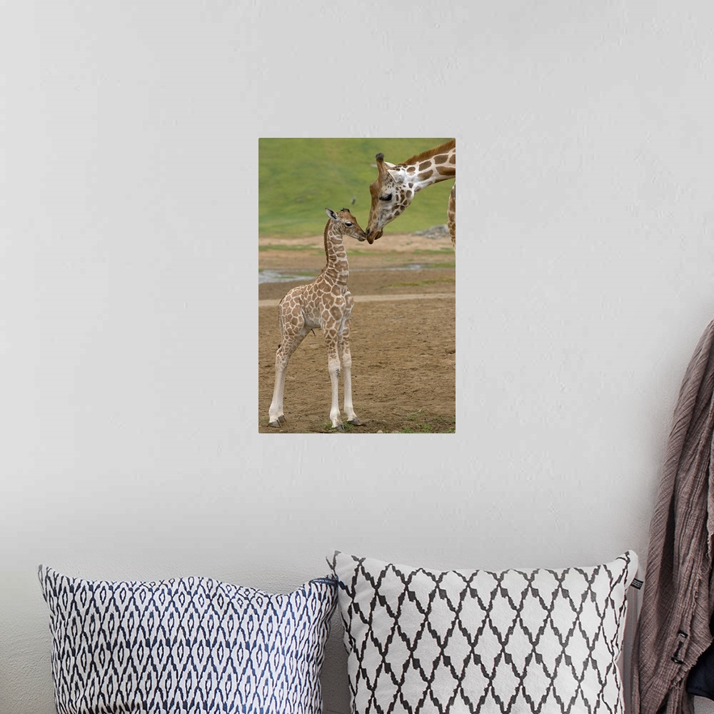 A bohemian room featuring Vertical canvas of a baby giraffe standing up and touching noses with it's parent.