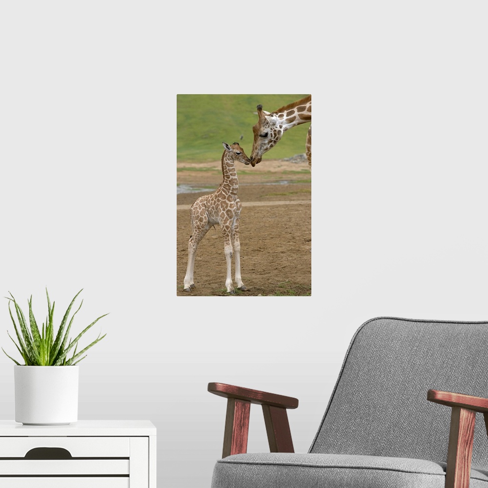 A modern room featuring Vertical canvas of a baby giraffe standing up and touching noses with it's parent.