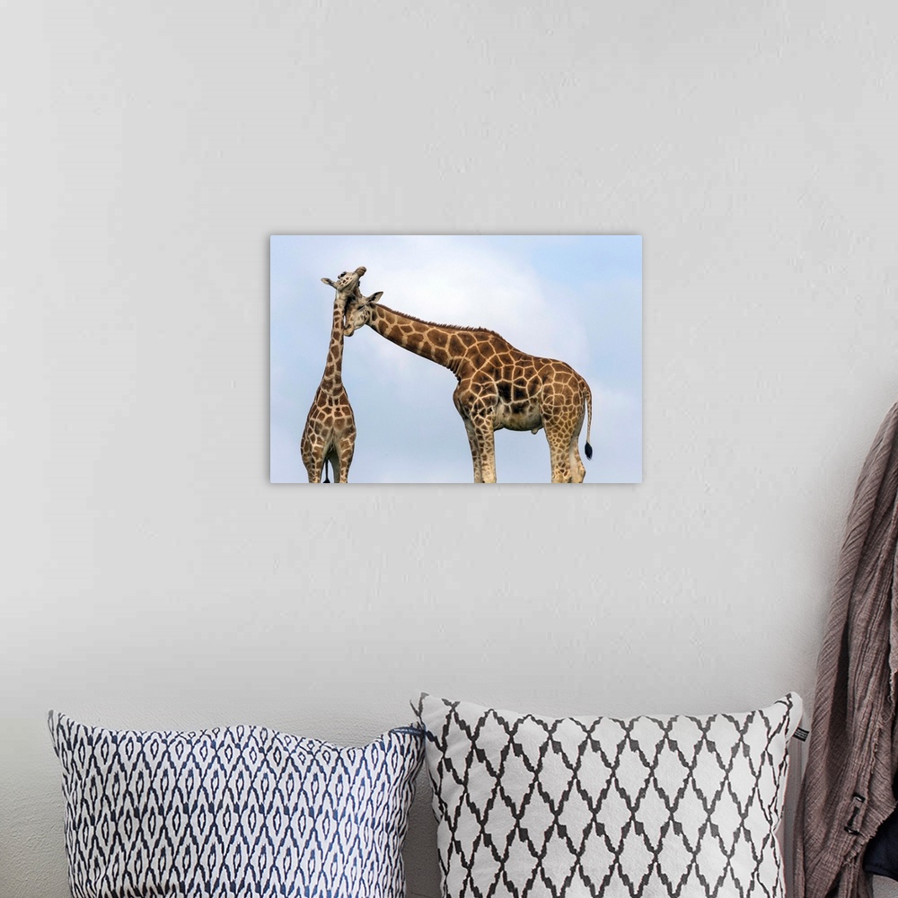 A bohemian room featuring Rothschild Giraffe pair nuzzling, native to Africa