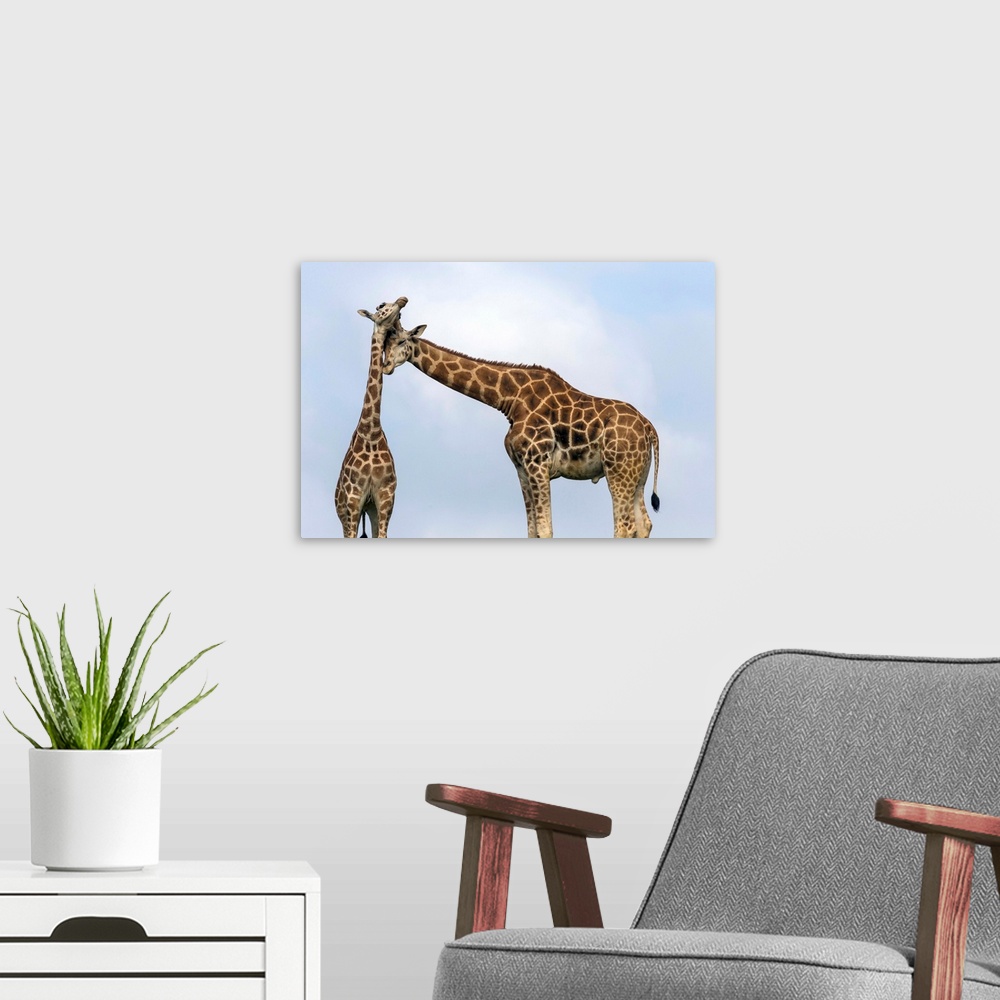 A modern room featuring Rothschild Giraffe pair nuzzling, native to Africa