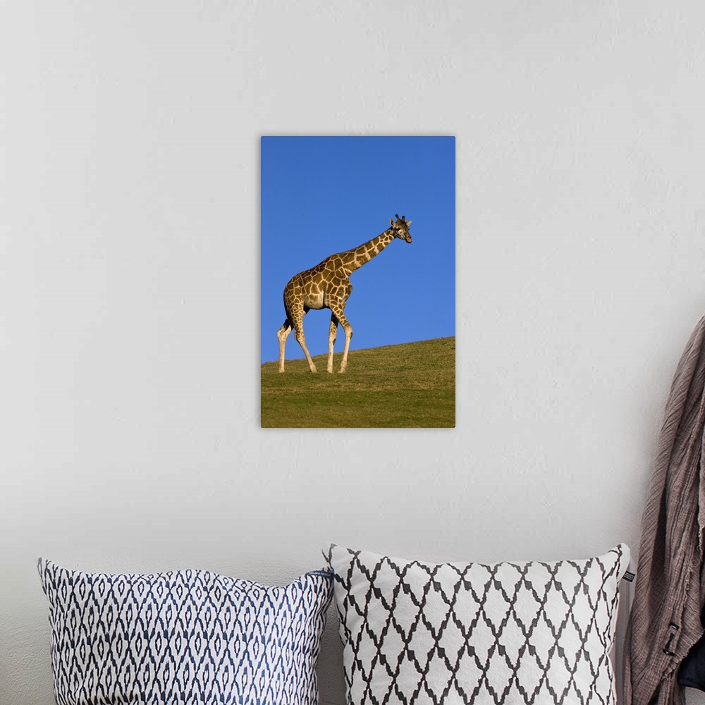 A bohemian room featuring Rothschild Giraffe (Giraffa camelopardalis rothschildi) walking, native to Africa