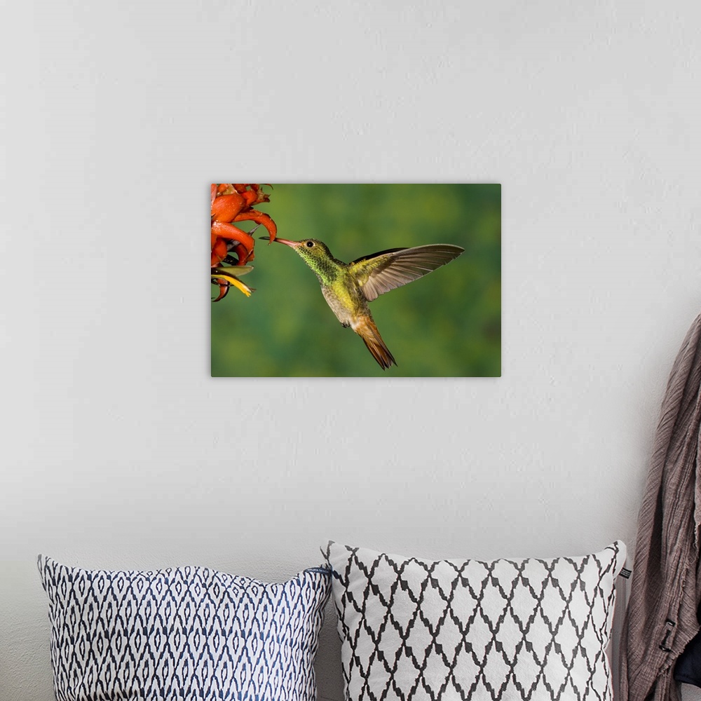 A bohemian room featuring Rufous Hummingbird feeding on flower nectar, North America