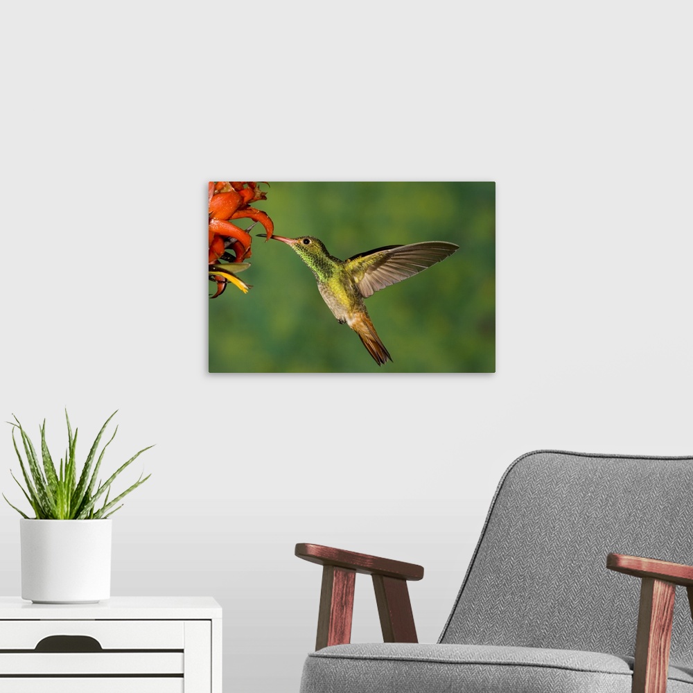 A modern room featuring Rufous Hummingbird feeding on flower nectar, North America