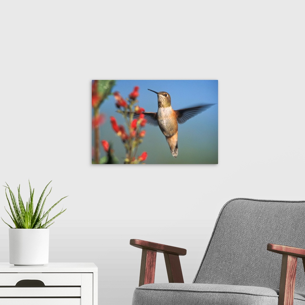 A modern room featuring Rufous Hummingbird feeding on the nectar of a Desert Figwort New Mexico