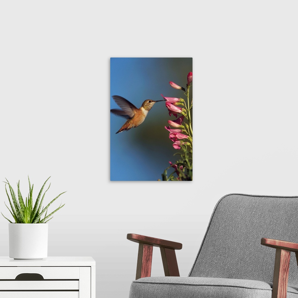A modern room featuring Rufous Hummingbird (Selasphorus rufus) feeding on flowers, New Mexico