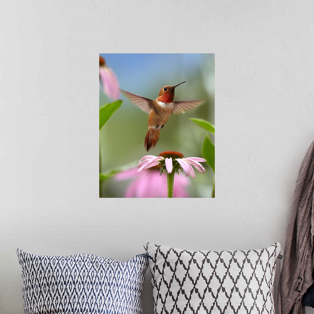 A bohemian room featuring Rufous Hummingbird (Selasphorus rufus) male feeding on flower nectar