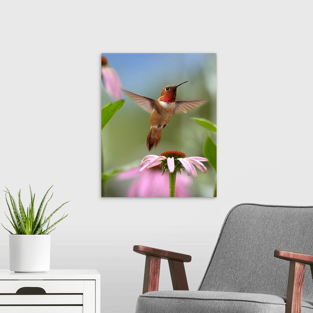A modern room featuring Rufous Hummingbird (Selasphorus rufus) male feeding on flower nectar