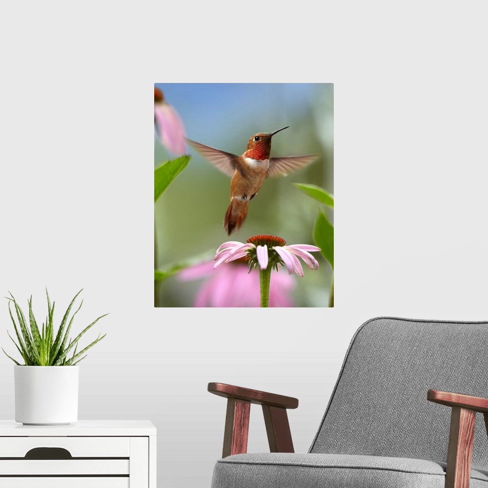 A modern room featuring Rufous Hummingbird (Selasphorus rufus) male feeding on flower nectar