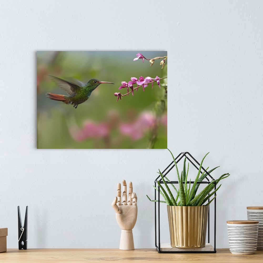 A bohemian room featuring Rufous-tailed Hummingbird (Amazilia tzacatl) hovering near flower, Ecuador