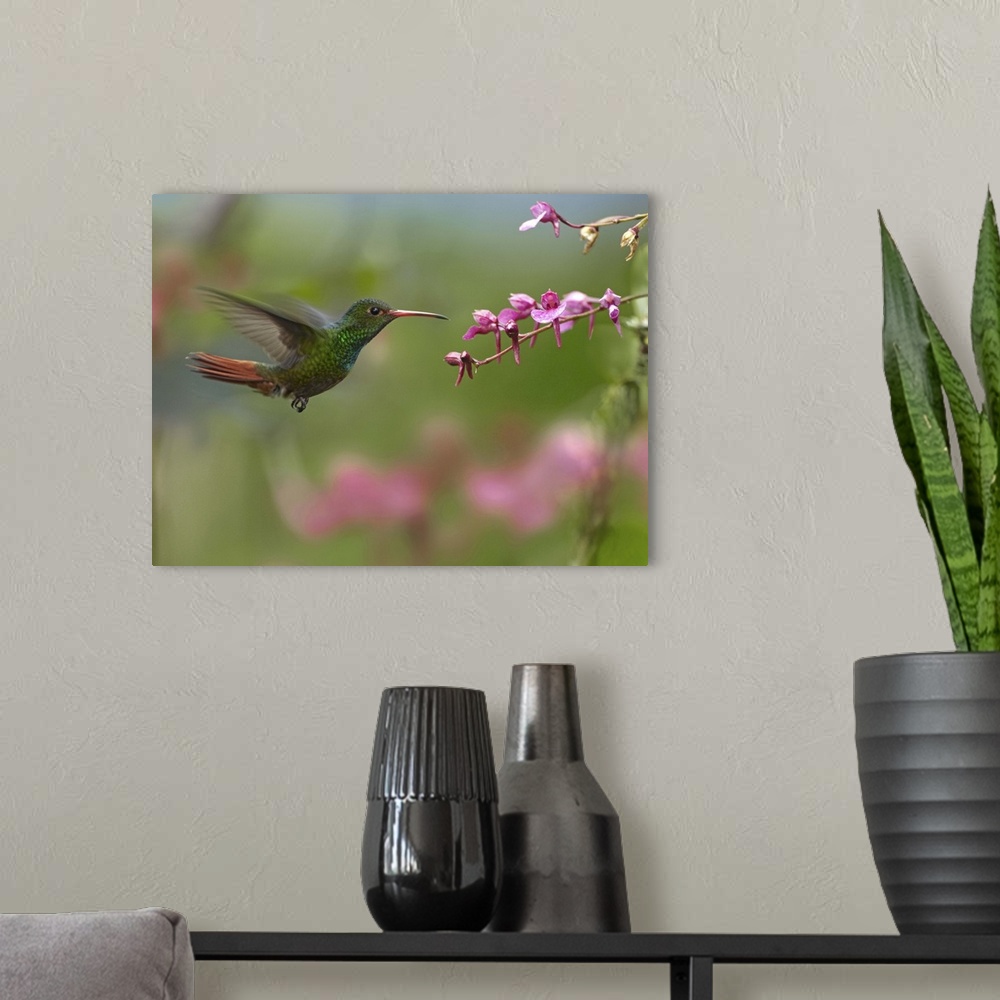 A modern room featuring Rufous-tailed Hummingbird (Amazilia tzacatl) hovering near flower, Ecuador
