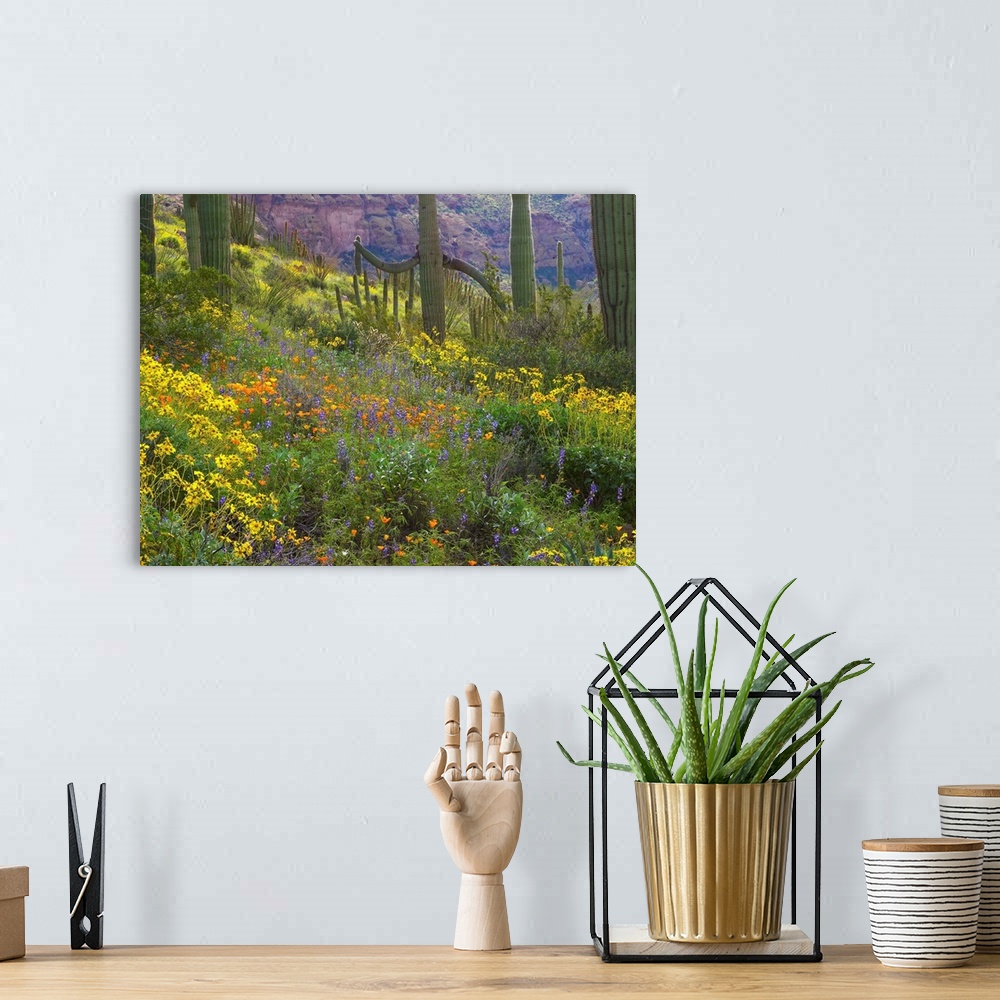 A bohemian room featuring Saguaro amid flowering Lupine, California Brittlebush and Desert Golden Poppies