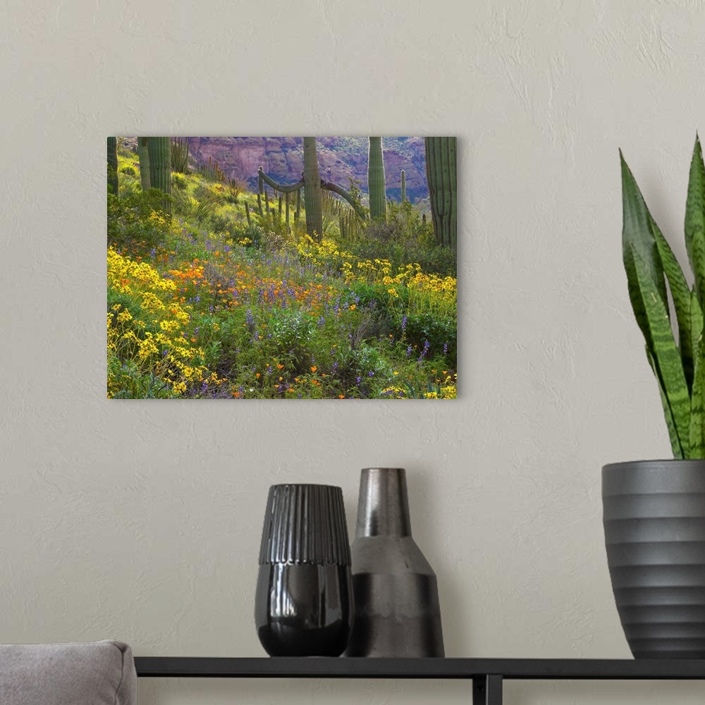 A modern room featuring Saguaro amid flowering Lupine, California Brittlebush and Desert Golden Poppies