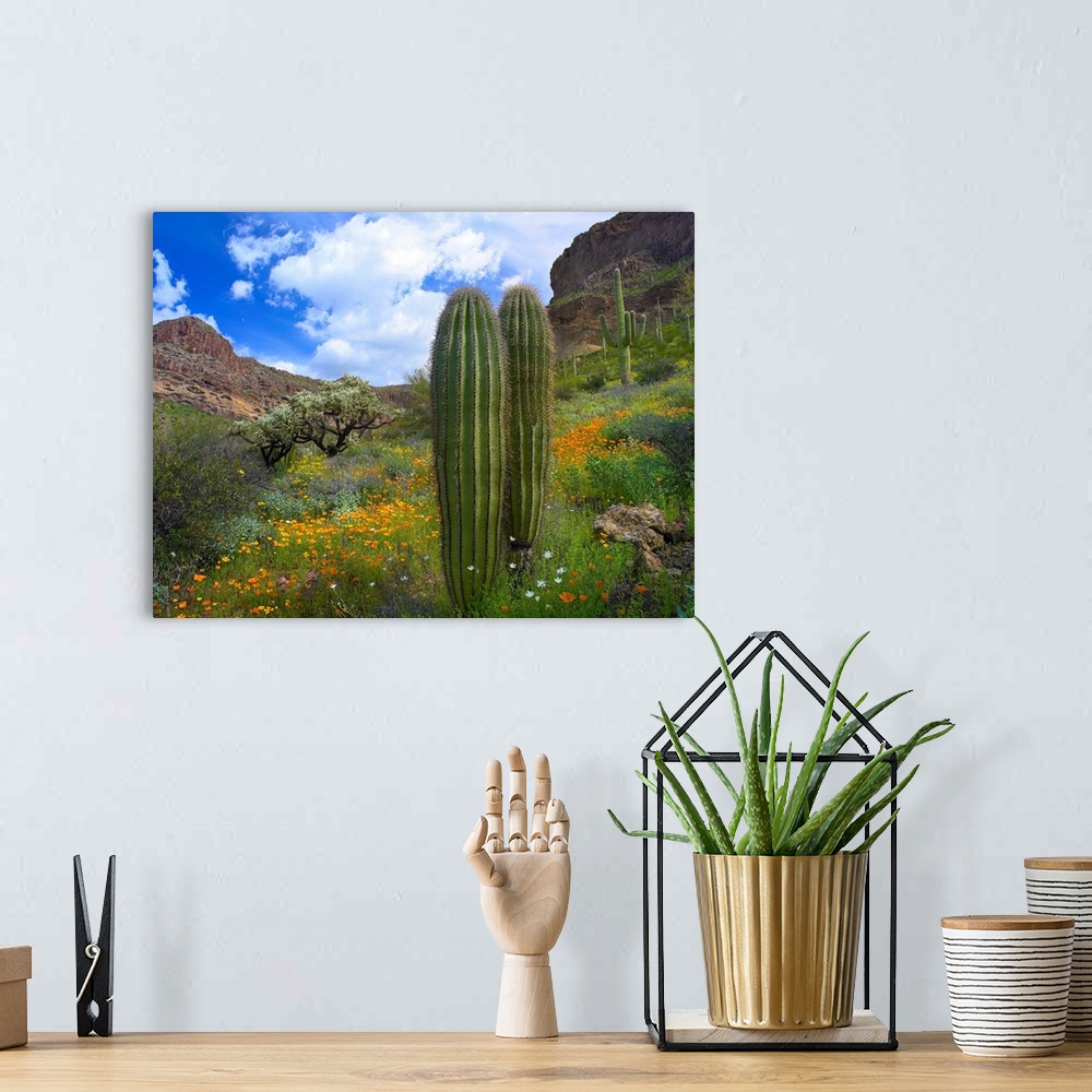 A bohemian room featuring Saguaro amid flowering Lupine, California Brittlebush and Desert Golden Poppies