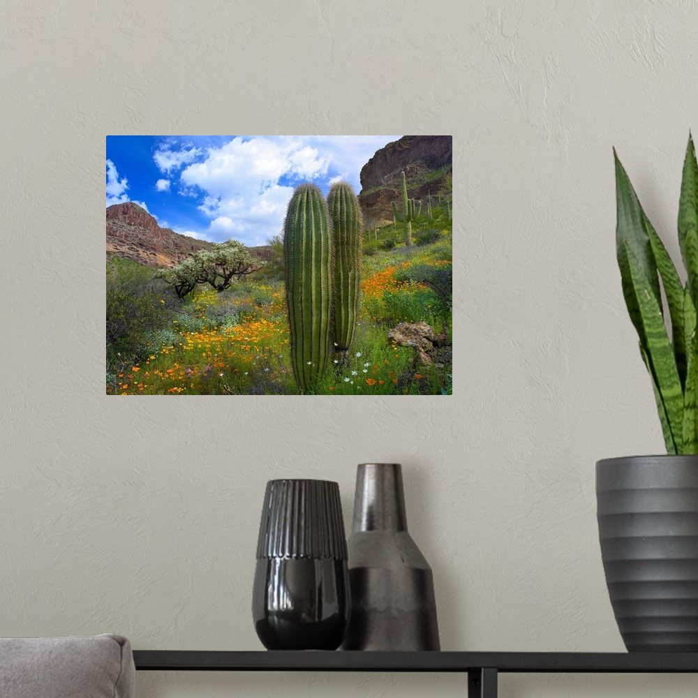 A modern room featuring Saguaro amid flowering Lupine, California Brittlebush and Desert Golden Poppies