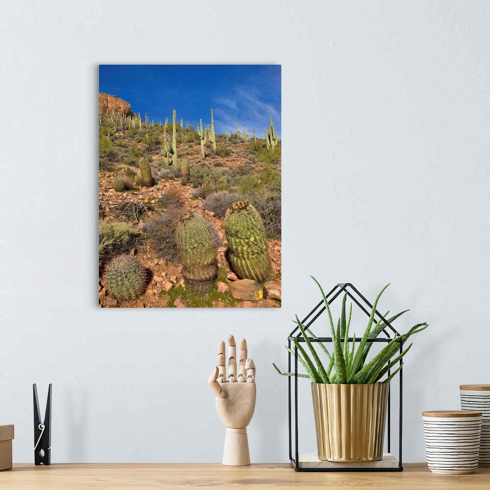 A bohemian room featuring Saguaro and Barrel Cacti  Tonto National Monument Arizona