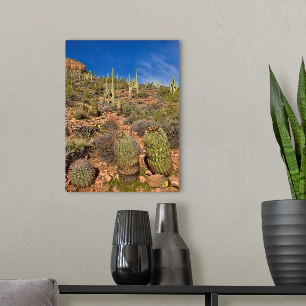 A modern room featuring Saguaro and Barrel Cacti  Tonto National Monument Arizona