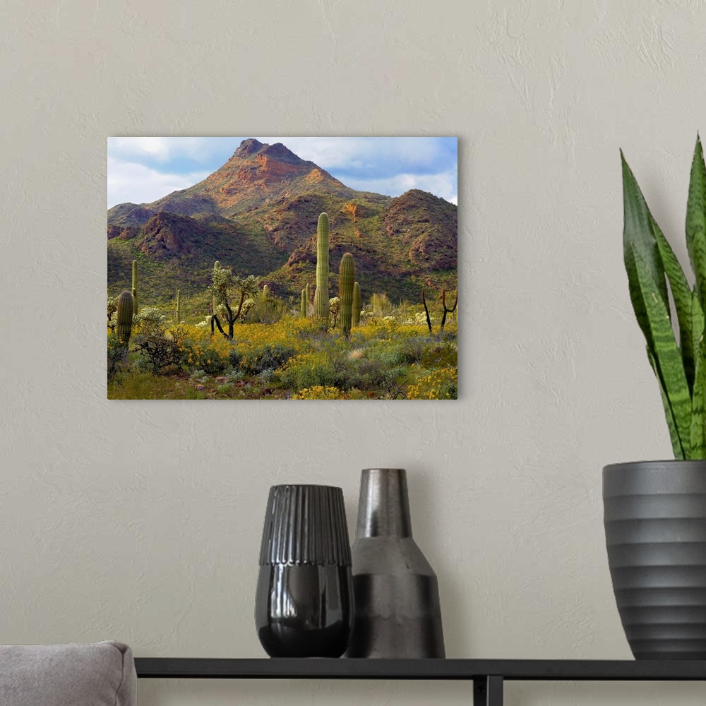 A modern room featuring Saguaro and Teddybear Cholla amid flowering Lupine and California Brittlebush