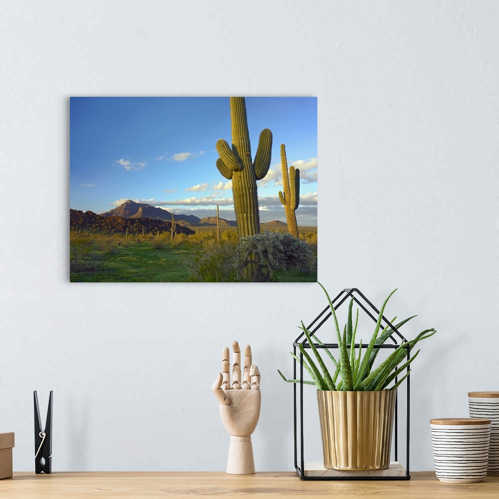 A bohemian room featuring Saguaro and Teddybear Cholla from Picacho Peak State Park, Arizona