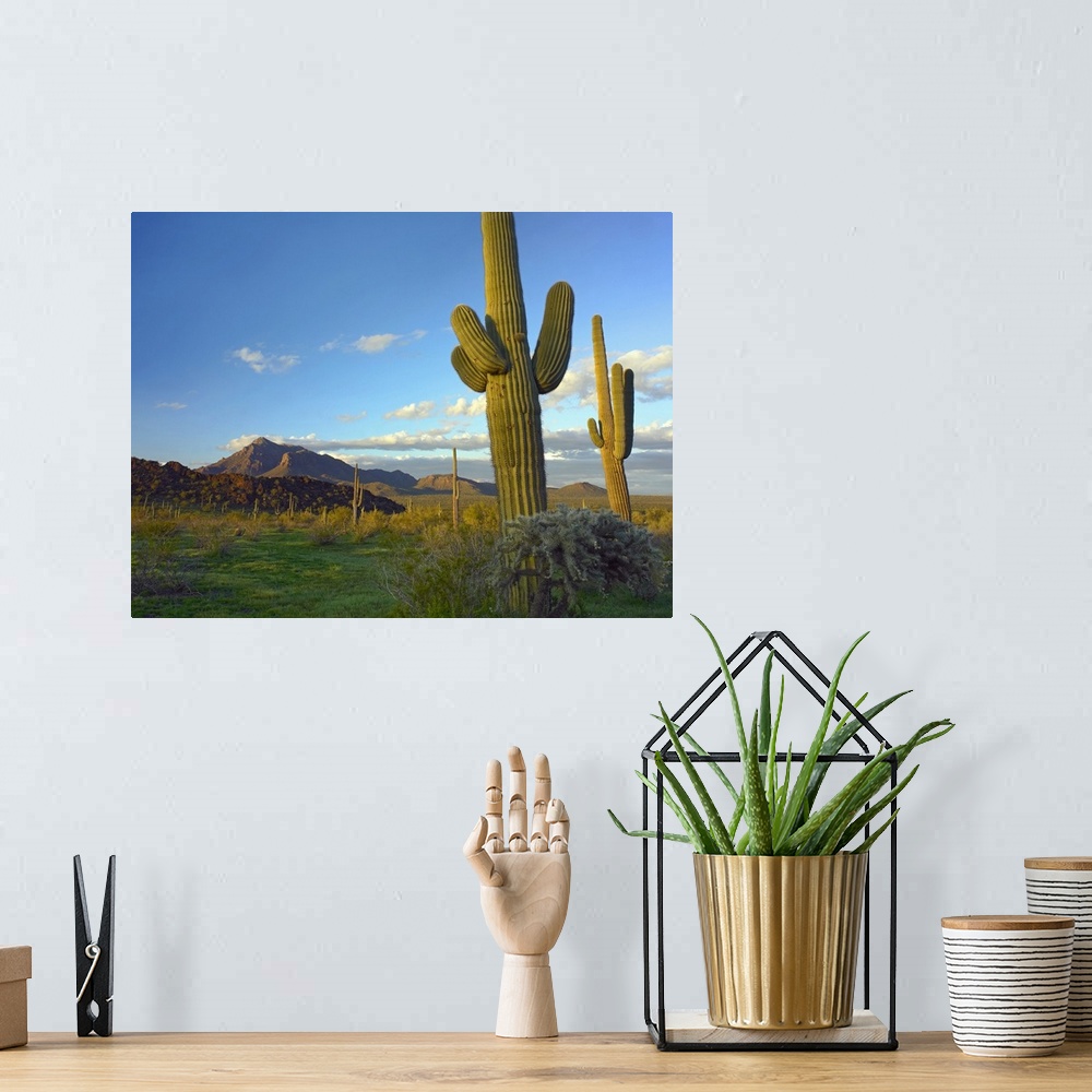 A bohemian room featuring Saguaro and Teddybear Cholla from Picacho Peak State Park, Arizona