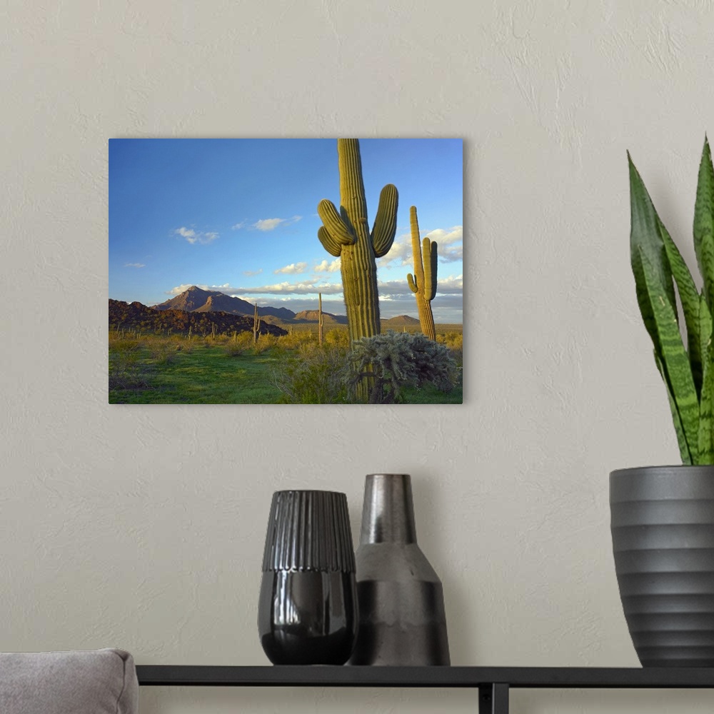 A modern room featuring Saguaro and Teddybear Cholla from Picacho Peak State Park, Arizona