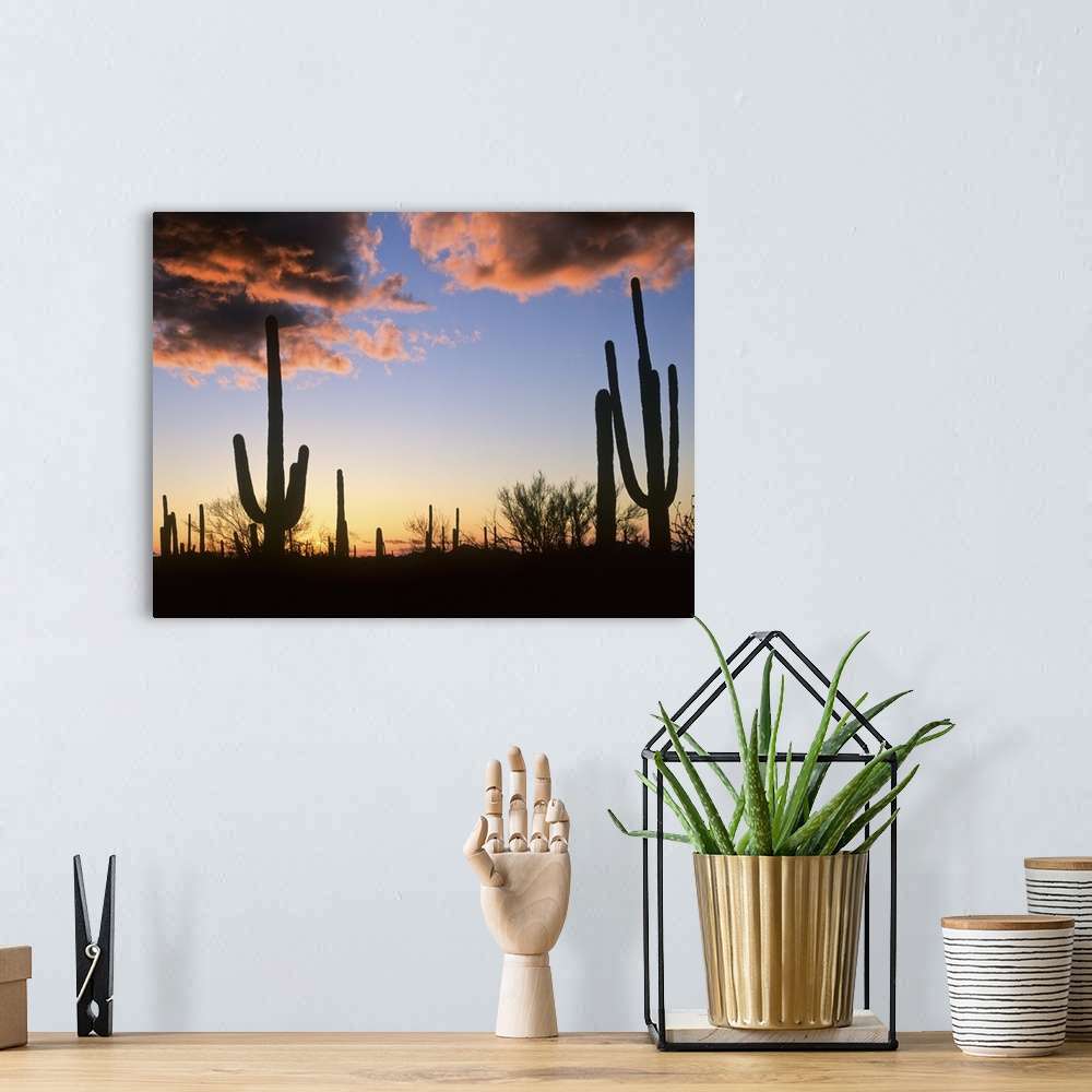 A bohemian room featuring Saguaro cacti at sunset, Saguaro National Monument, Arizona