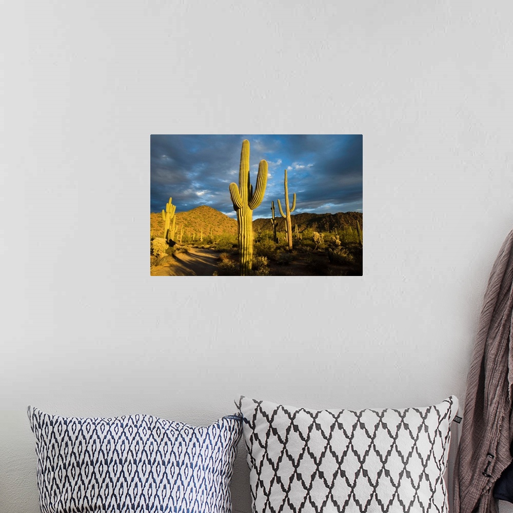 A bohemian room featuring Saguaro cacti in desert, Arizona