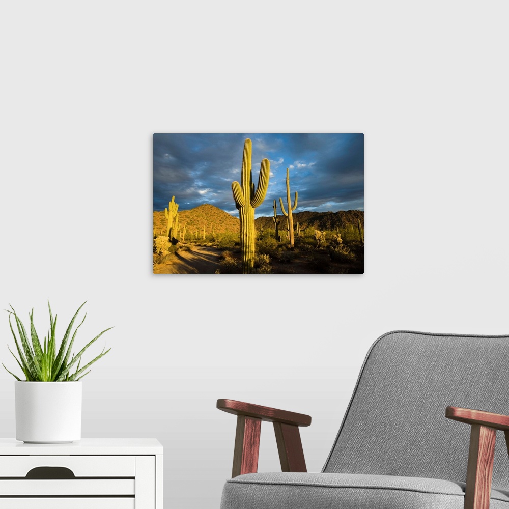 A modern room featuring Saguaro cacti in desert, Arizona