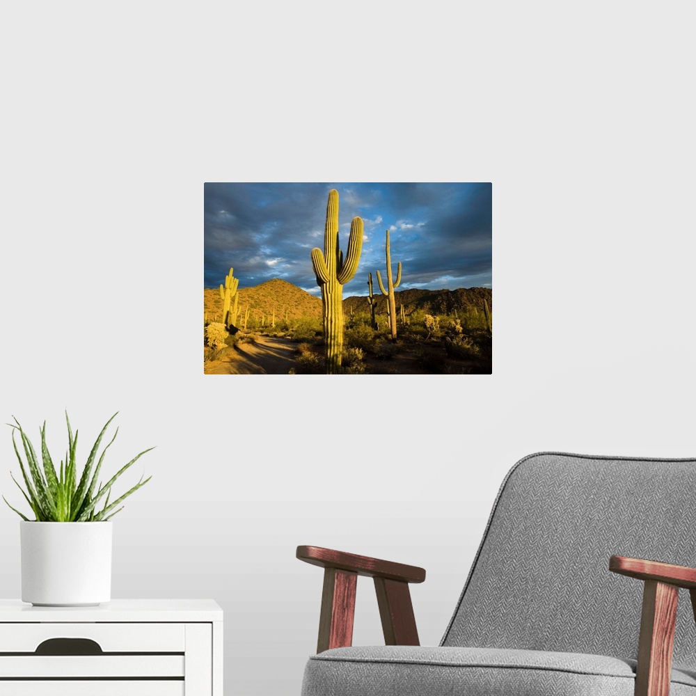 A modern room featuring Saguaro cacti in desert, Arizona