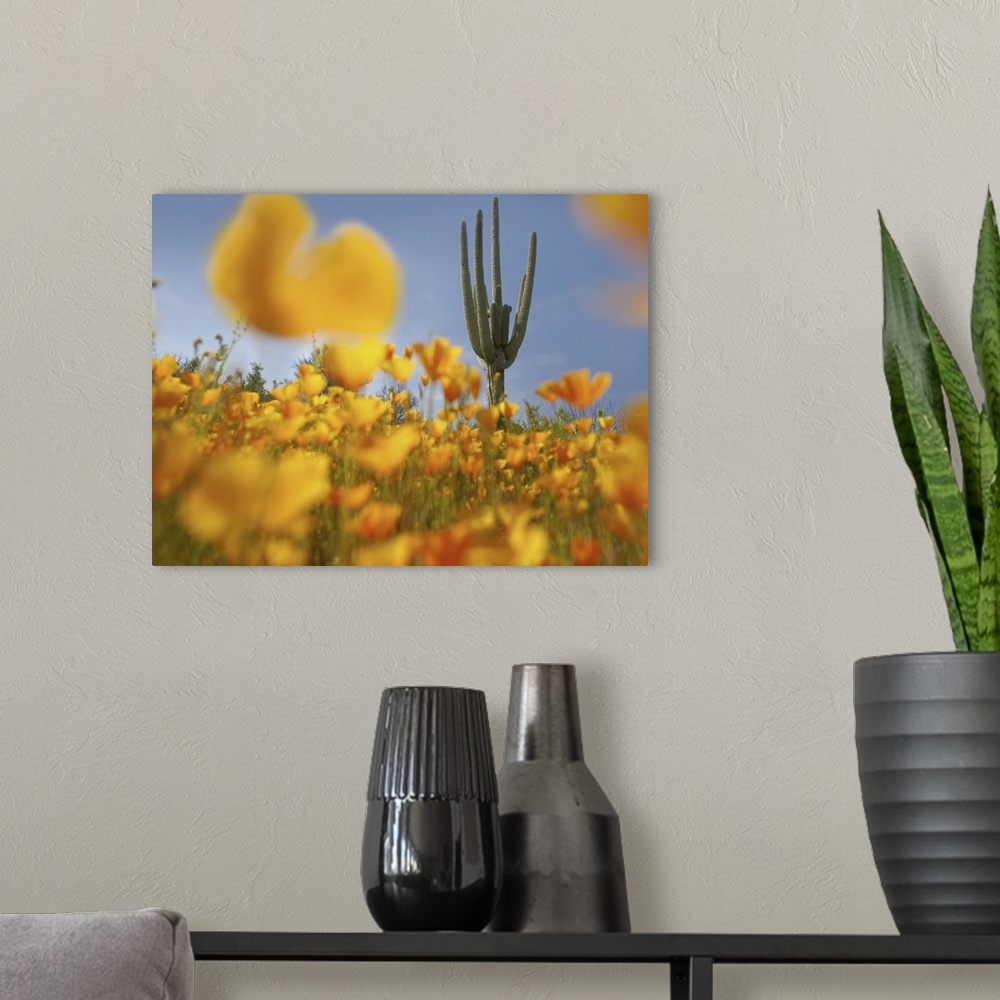 A modern room featuring Saguaro cactus and California Poppy field, Tonto National Forest, Arizona