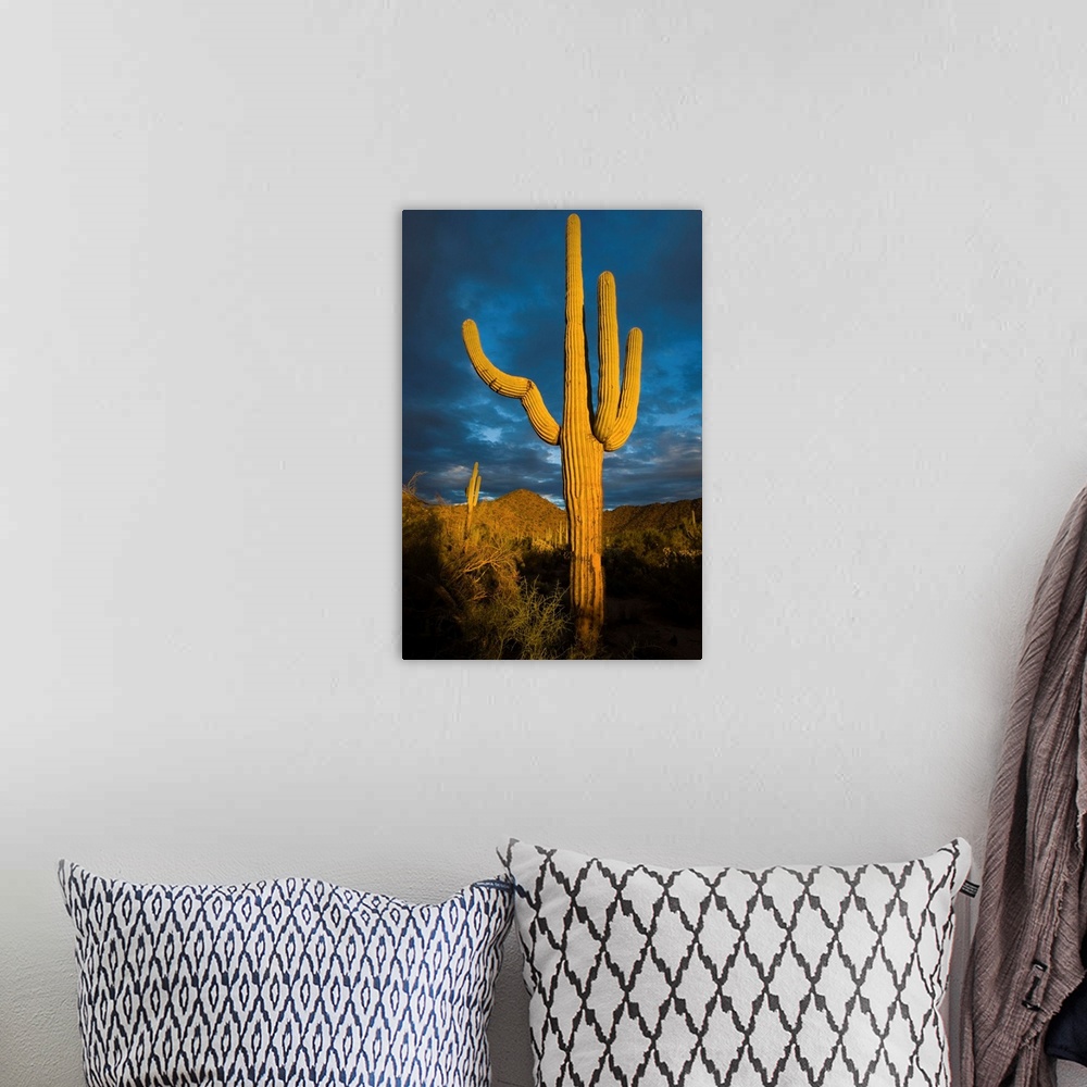 A bohemian room featuring Saguaro cactus, Arizona