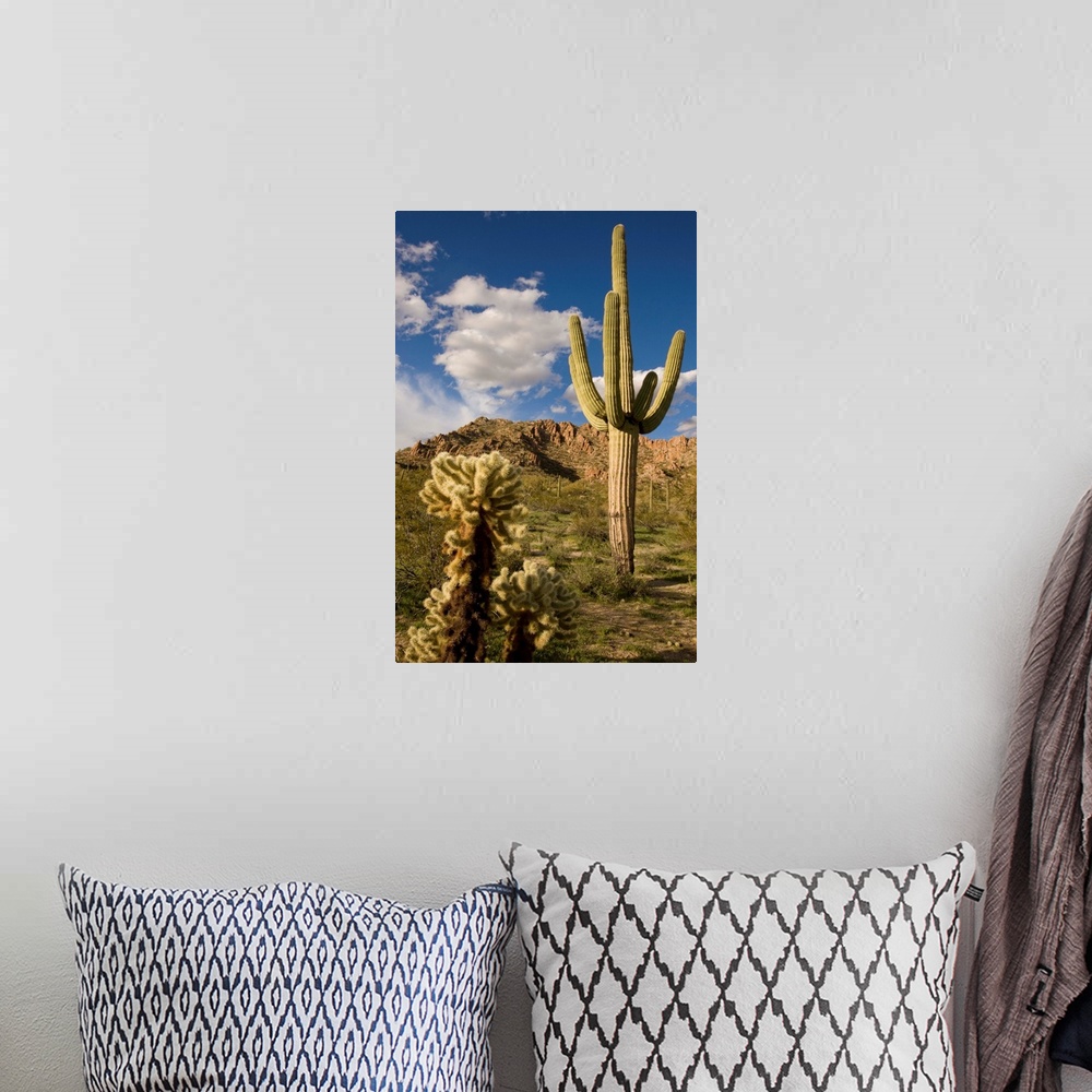 A bohemian room featuring Saguaro cactus in desert, Arizona