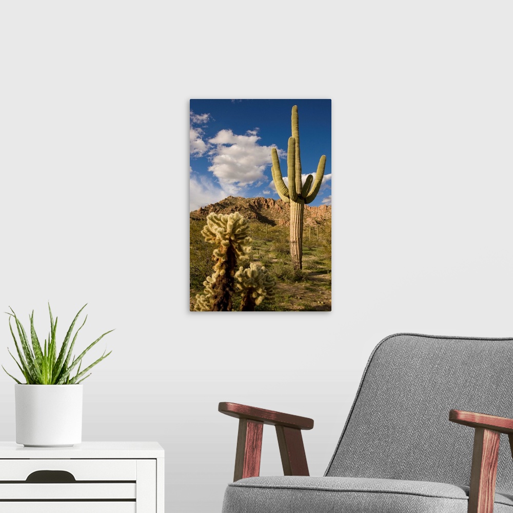 A modern room featuring Saguaro cactus in desert, Arizona
