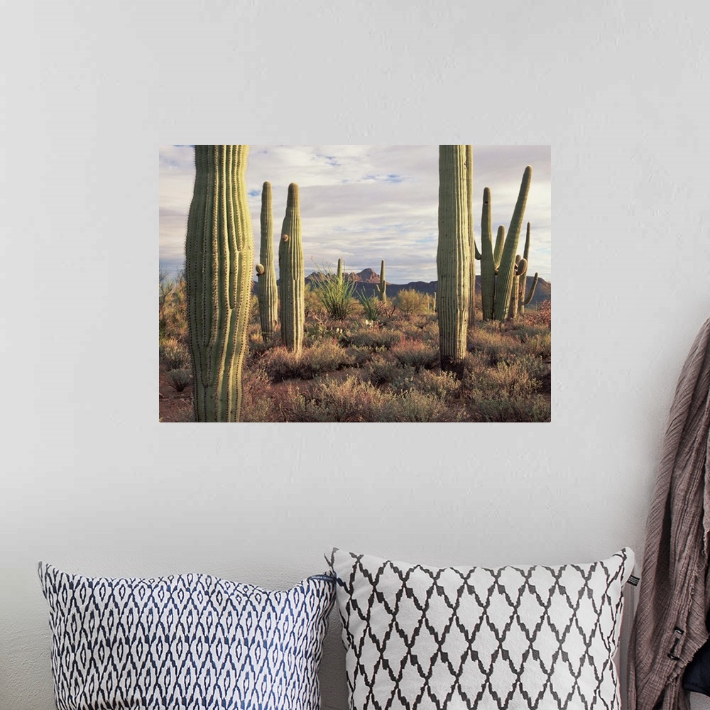 A bohemian room featuring Saguaro (Carnegiea gigantea) and Safford Peak, Saguaro National Park, Arizona