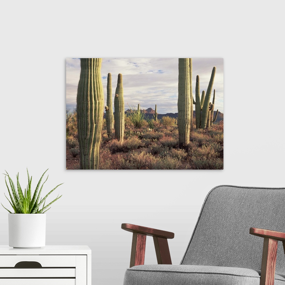 A modern room featuring Saguaro (Carnegiea gigantea) and Safford Peak, Saguaro National Park, Arizona