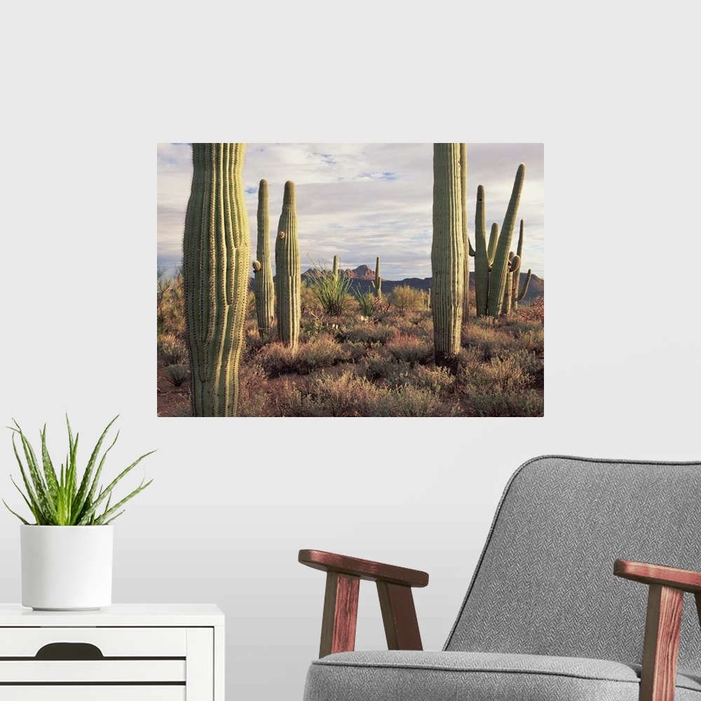 A modern room featuring Saguaro (Carnegiea gigantea) and Safford Peak, Saguaro National Park, Arizona