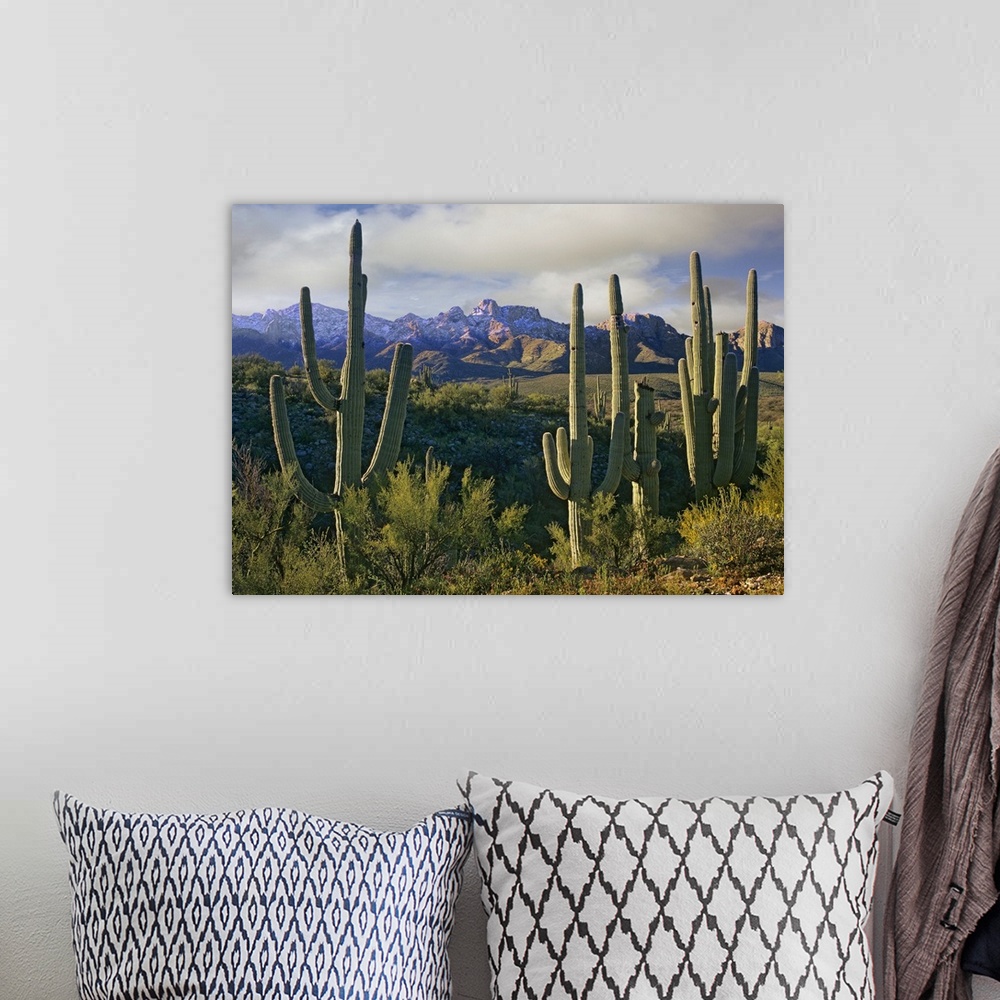 A bohemian room featuring Photograph taken in the desert of cactus surrounded by other brush. Mountains are pictured in the...