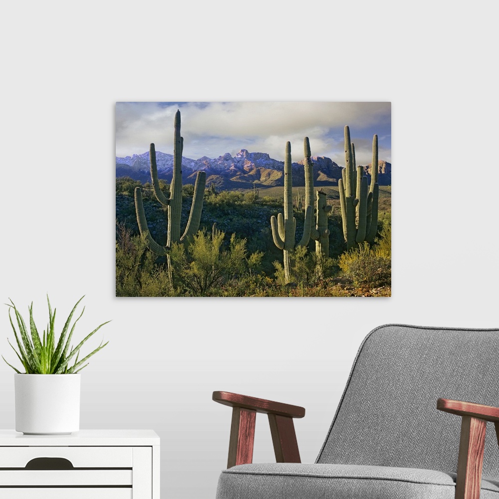 A modern room featuring Photograph taken in the desert of cactus surrounded by other brush. Mountains are pictured in the...