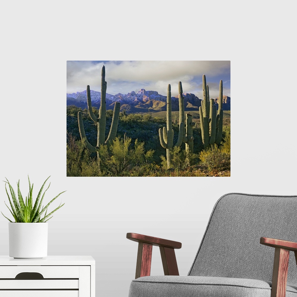 A modern room featuring Photograph taken in the desert of cactus surrounded by other brush. Mountains are pictured in the...
