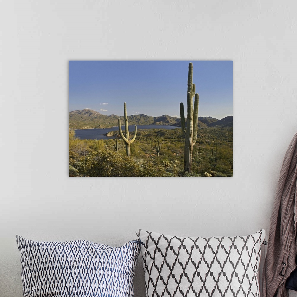A bohemian room featuring Saguaro (Carnegiea gigantea) cactus at Bartlett Lake, Arizona