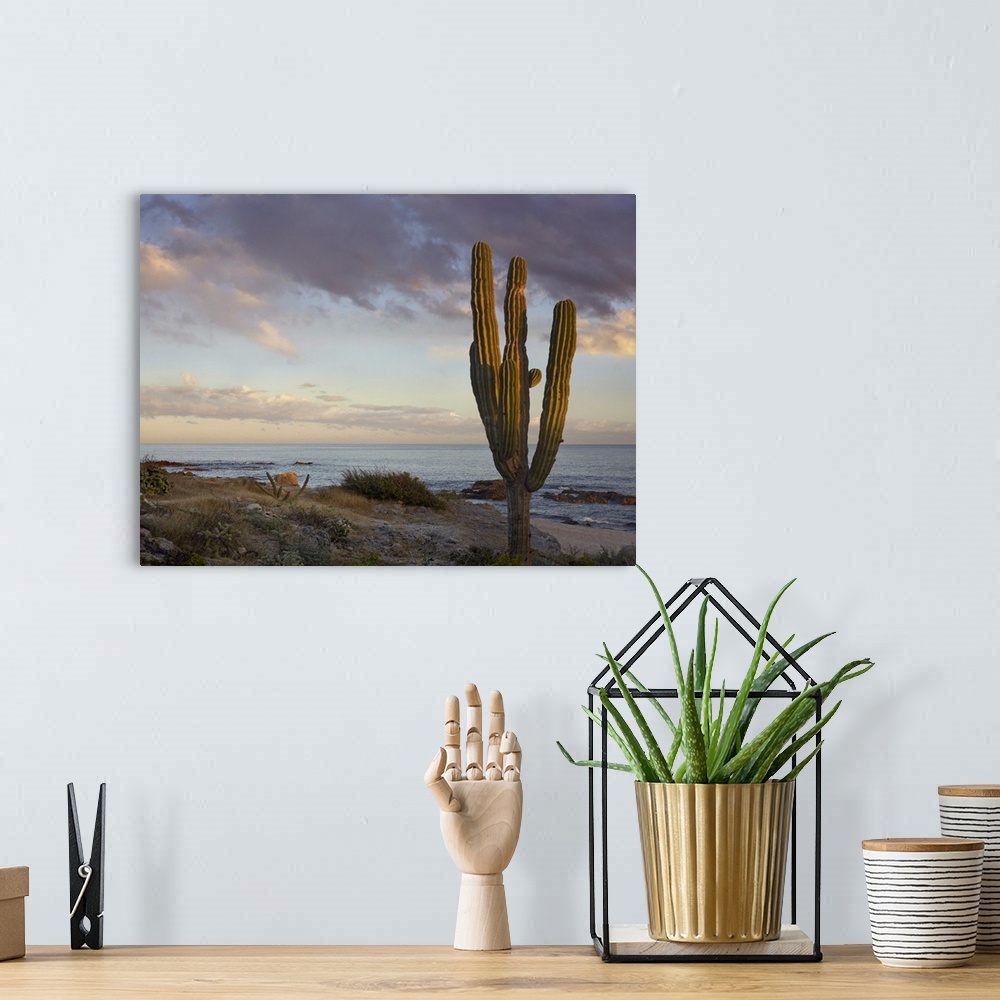 A bohemian room featuring Saguaro (Carnegiea gigantea) cactus at beach, Cabo San Lucas, Mexico