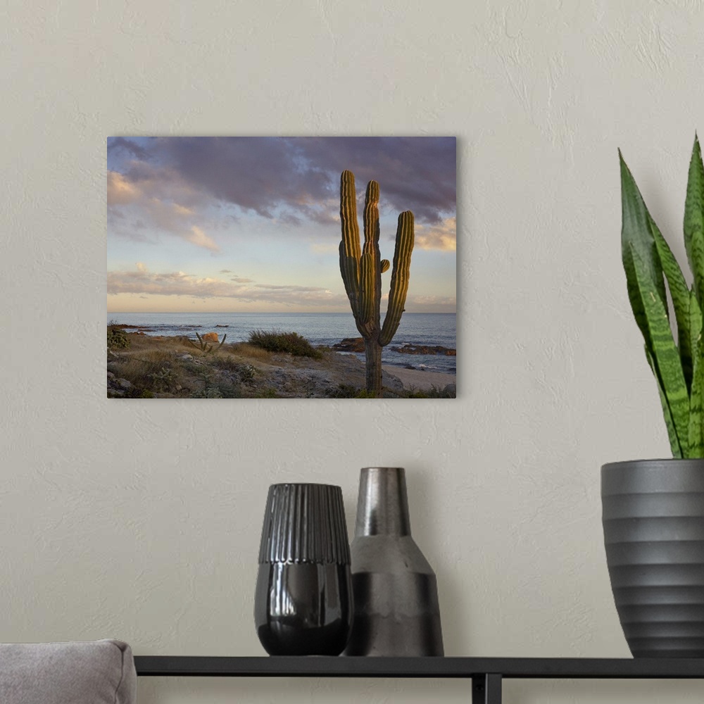 A modern room featuring Saguaro (Carnegiea gigantea) cactus at beach, Cabo San Lucas, Mexico