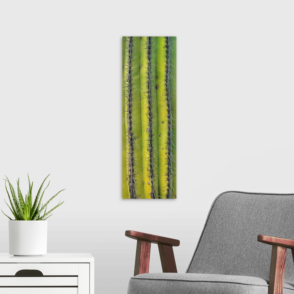 A modern room featuring Saguaro (Carnegiea gigantea) cactus close up of trunk and spines, North America