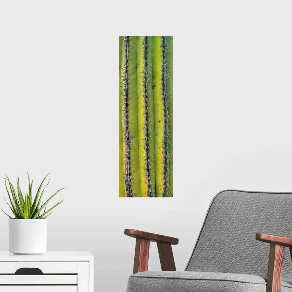 A modern room featuring Saguaro (Carnegiea gigantea) cactus close up of trunk and spines, North America