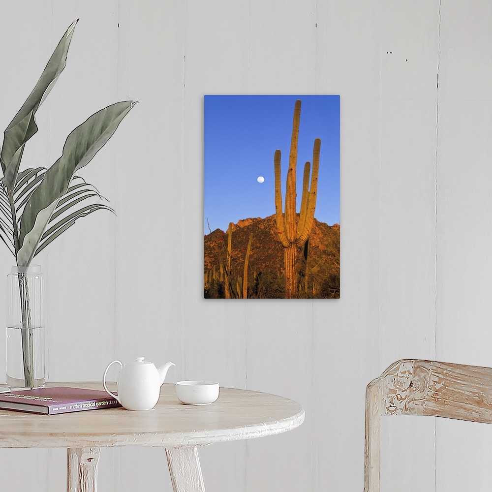 A farmhouse room featuring Saguaro (Carnegiea gigantea) cactus in desert, Sonoran Desert, Arizona
