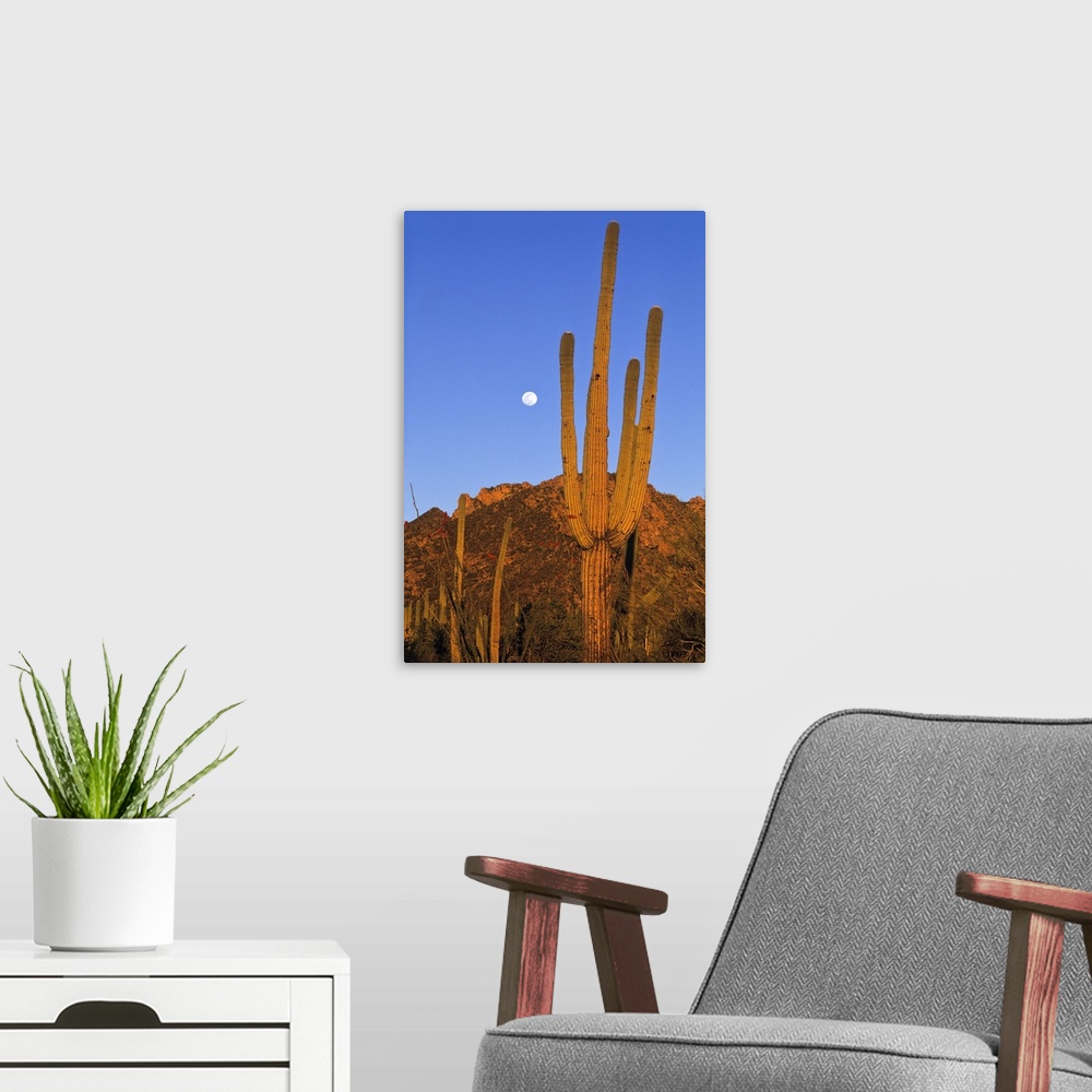 A modern room featuring Saguaro (Carnegiea gigantea) cactus in desert, Sonoran Desert, Arizona